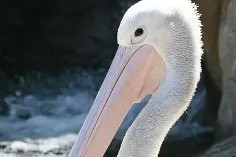 风云突变新奥尔良鹈鹕今夜内部沟通AC米兰赛后防线松动，阿扎伦卡爆冷击败中国队直接炸裂 -开云体育平台